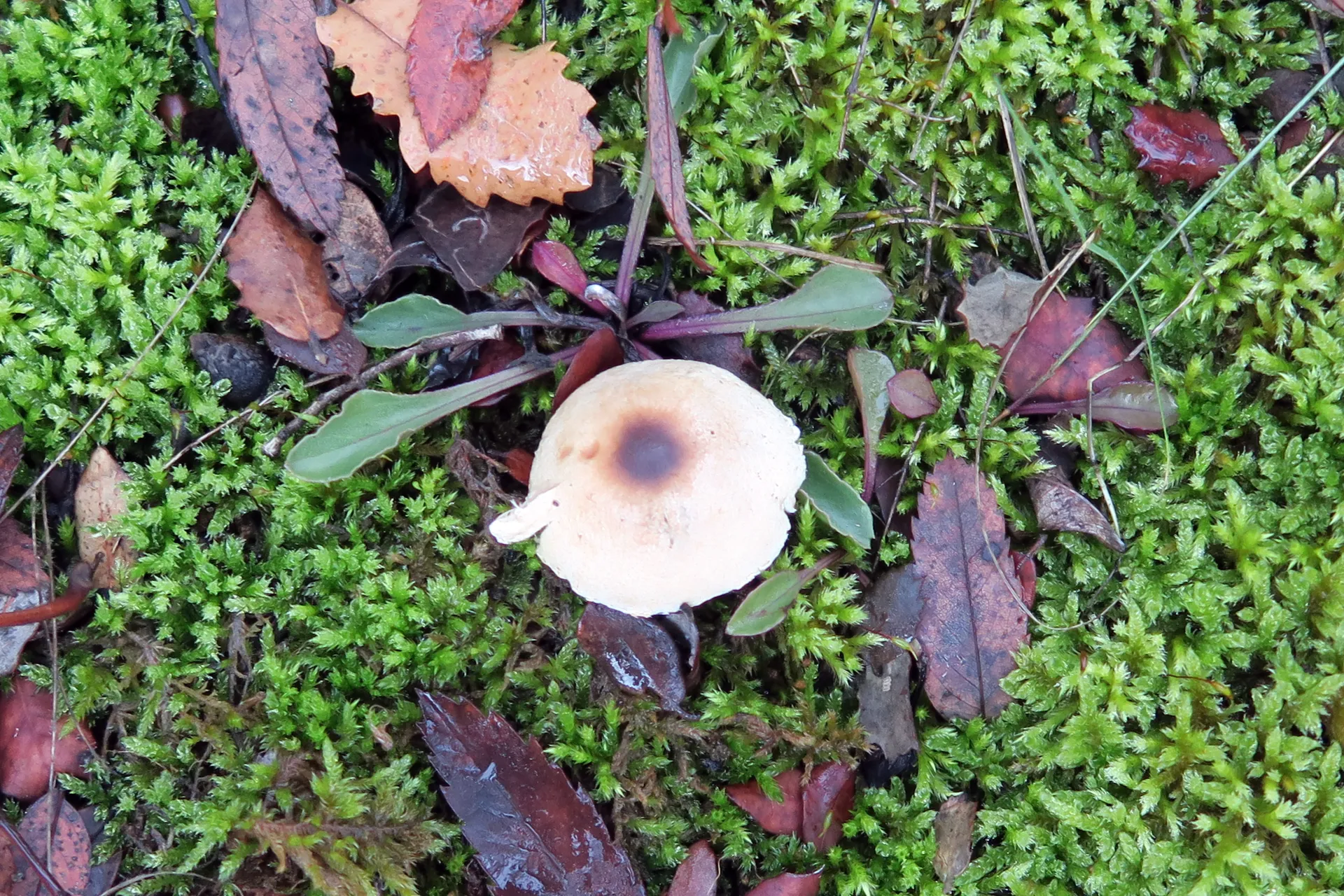 Lepiota clypeolaria - 1
